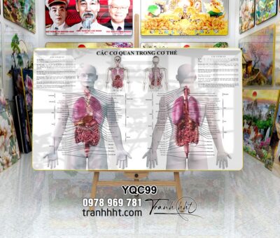 Tranh Y Khoa YQC99