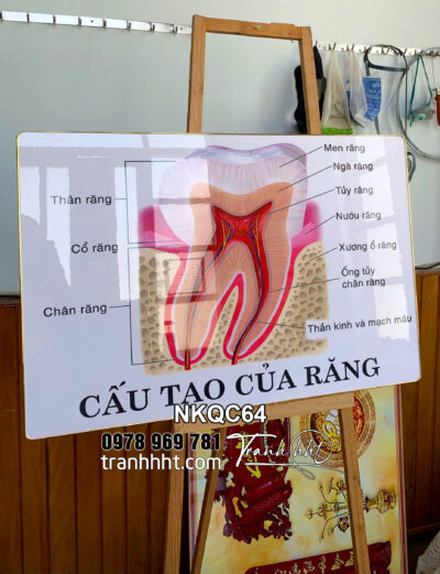 Khung tranh phòng khám nha khoa, tranh nha chu, trang răng hàm mặt, Tranh Nha Khoa cấu tạo của răng NKQC64