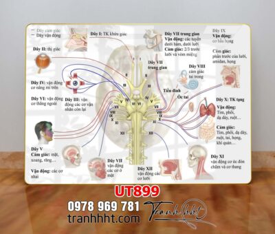 Tranh treo tường UT899