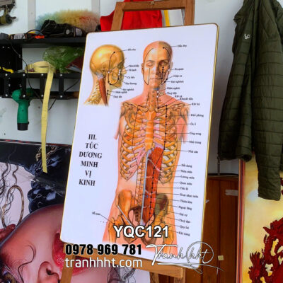 Tranh y tế y khoa treo tường, Tranh tài liệu y tế,Tranh Y khoa huyệt đạo kinh lạc đông y tráng gương treo tường YQC121